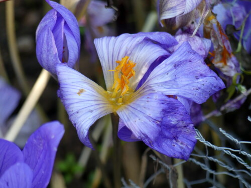 

Aufnameort: Weidenbach in meinem Garten
Kamera: Panasonic Lumix FZ 330