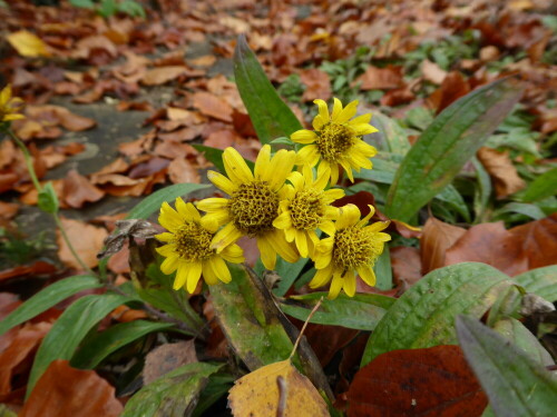 Botanischer Garten in Ulm (Eselsberg)

Aufnameort: Ulm / Eselsberg
Kamera: Panasonic Lumix TZ61