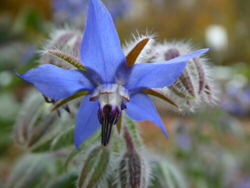 Diese hübsche Boretsch-Blüte habe ich im Botanischen Garten in Ulm fotografiert. Ich war dort mit meinem Sohn, als mein Mann in der Uni-Klinik am Eselsberg zu einer Untersuchung war und wir "coronabedingt" nicht mit in die Klinik durften.

Aufnameort: Ulm / Eselsberg
Kamera: Panasonic Lumix TZ61