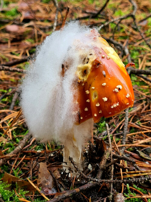 

Aufnameort: Wald bei Arberg
Kamera: Samsung Galaxy S20