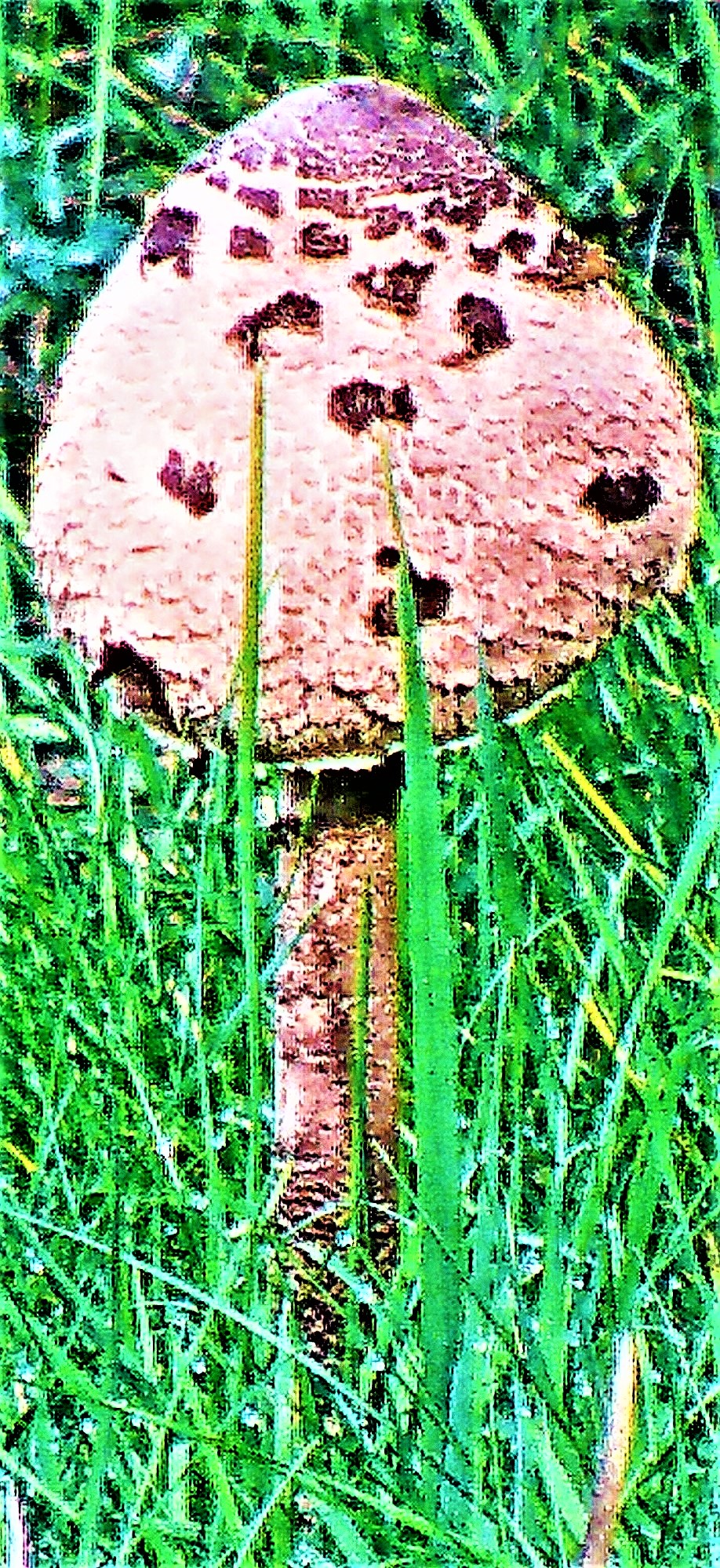 Der Gemeine Riesenschirmling bzw. Parasol gehört zur Familie der Champignonverwandten(Agaricaceae).
https://de.wikipedia.org/wiki/Gemeiner_Riesenschirmling

Aufnameort: Eibelshausen Rommelsberg südliche  Wiese
Kamera: Medion Camcorder