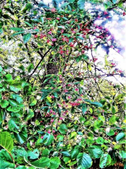 Der Gewöhnliche Spindelstrauch oder das Europäische Pfaffenhütchen
gehört zur Familie der Spindelbaumgewächsen(Celastraceae).
Das Europäische Pfaffenhütchen wurde 2006 zur Giftpflanze des Jahres ernannt.

Aufnameort: Diezhöltze Bachaue
Kamera: Medion Camcorder