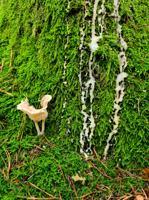 

Aufnameort: Wald bei Arberg
Kamera: Samsung Galaxy S20