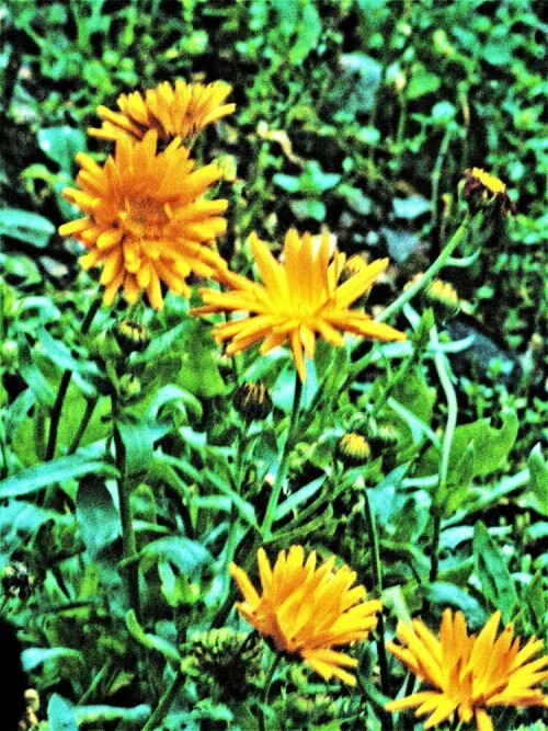 ringelblume-calendula-officinalis-l-25647.jpeg