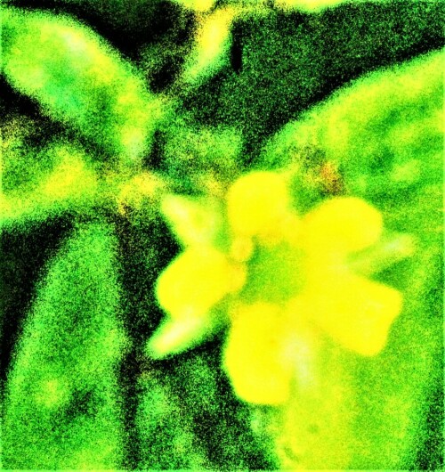 blute-einer-echten-nelkenwurz-geum-urbanum-l-25648.jpeg