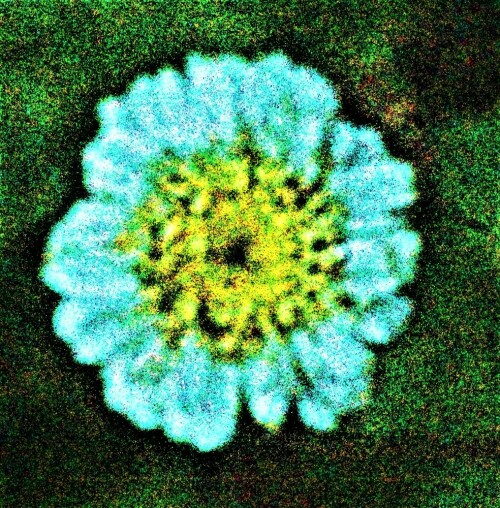 blute-eines-mutterkrautes-tanacetum-parthenium-l-25650.jpeg
