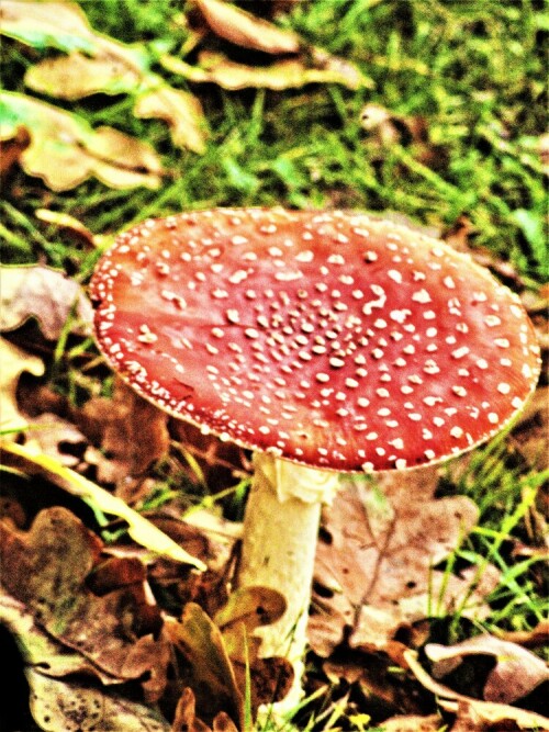 fliegenpilz-amanita-muscaria-l-fr-lamarck-25658.jpeg