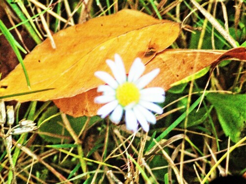 ganseblumchen-bellis-perennis-l-25655.jpeg