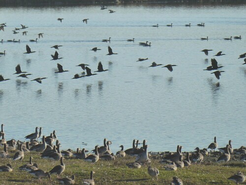 Leider fotografisch von mir nicht zu erfassen! Aber es waren mehrere hunderte Graugänse, die sich hier versammelt hatten.

Aufnameort: Mooswaldsee bei Leipheim
Kamera: Panasonic TZ 71