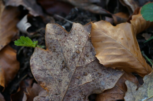 herbstlaub-25703.jpeg