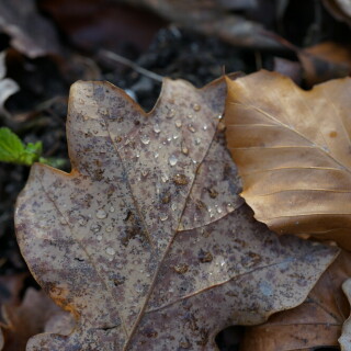 herbstlaub-25703