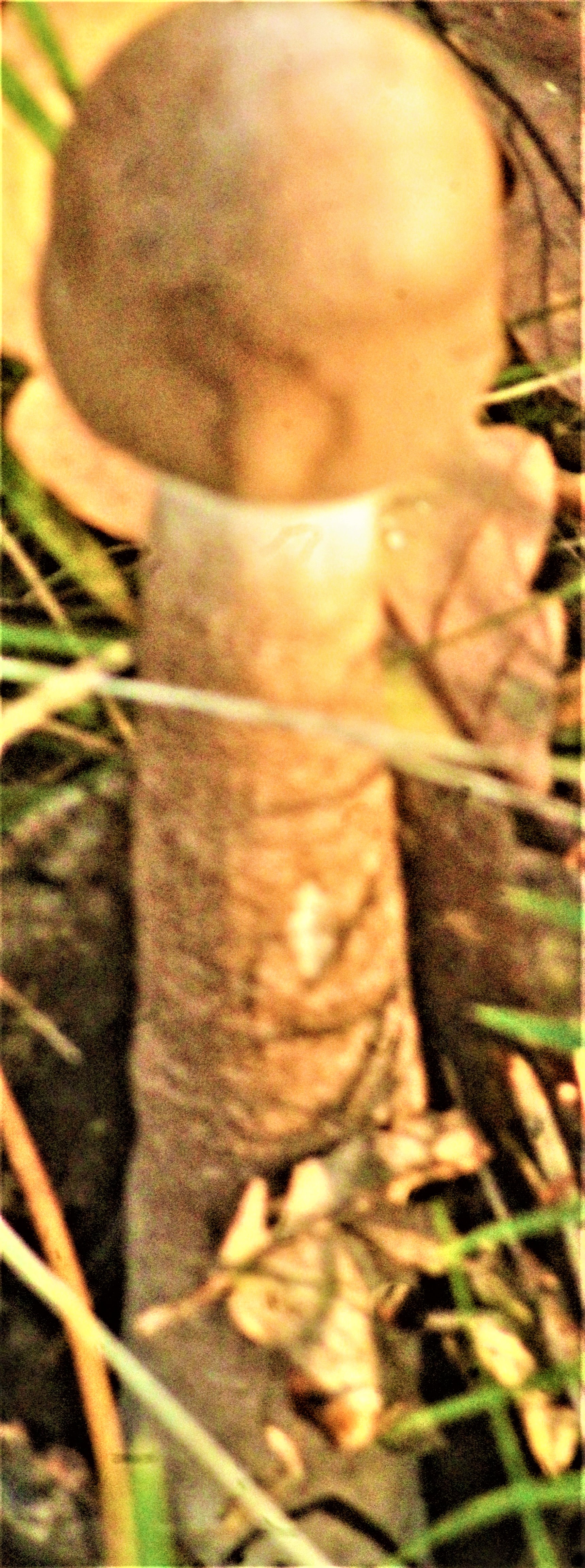 Der Riesenschirmling gehört zur Familie der Champignonverwandten
(Agaricaceae). Junger Fruchtkörper nach dem Streckungsprozess
https://de.wikipedia.org/wiki/Gemeiner_Riesenschirmling

Aufnameort: Eiershausen Waldrand
Kamera: Canon EOS 1300D