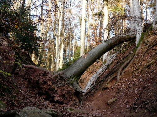 

Aufnameort: Massendorfer Schlucht bei Spalt
Kamera: Panasonic Lumix FZ 330