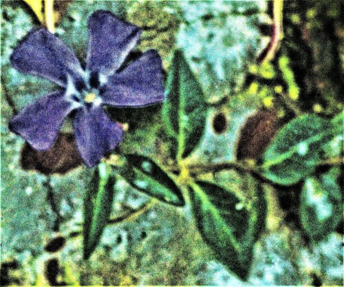 blute-des-kleinen-immergruns-vinca-minor-l-25670.jpeg