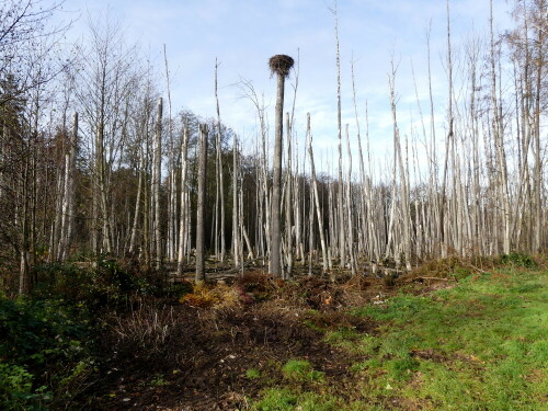 biberwald-bei-kleinbreitenbronn-25697.jpeg