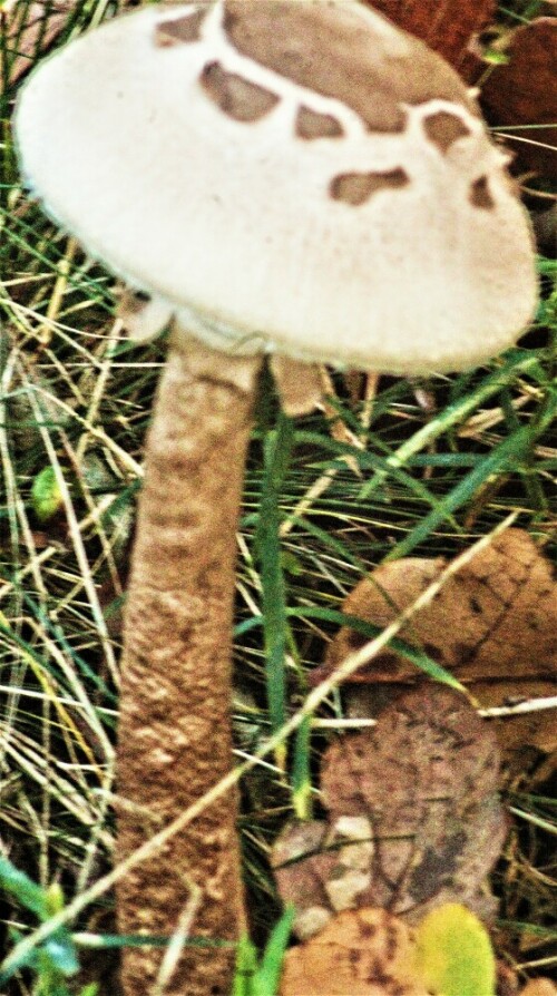 Der Riesenschirmling bzw. Parasol gehört zur Familie der Champignonverwandten(Agaricaceae).
Als Pilzsammler bzw. -in sollte jedoch auf eine sichere Artbestimmung
Wert gelegt werden.
https://de.wikipedia.org/wiki/Gemeiner_Riesenschirmling


Aufnameort: Eiershausen Waldrand
Kamera: Canon EOS 1300D