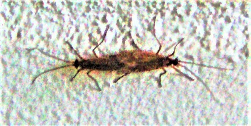 trichoptera-chaetopteryx-villo-25715.jpeg