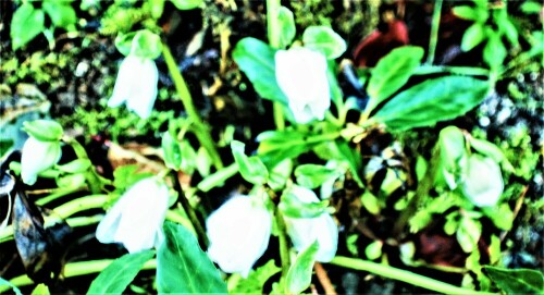 Die Schnee- oder Christrose gehört zur Familie der Hahnenfußgewächse(Ranunculaceae). 
Im Garten wächst sie gelegentlich als Zierpflanze.
https://de.wikipedia.org/wiki/Schneerose

Aufnameort: Eiershausen Garten
Kamera: Canon EOS 1300D