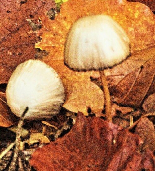 Der Falten-Tintling ähnelt etwas dem Haustintling.
Jedoch zeigt der Hutrand Färbung.
https://de.wikipedia.org/wiki/Falten-Tintling#/media/Datei:Coprinopsis_atramentaria_G3.jpg

Aufnameort: Waldrand Hirschberg
Kamera: Canon EOS 1300D