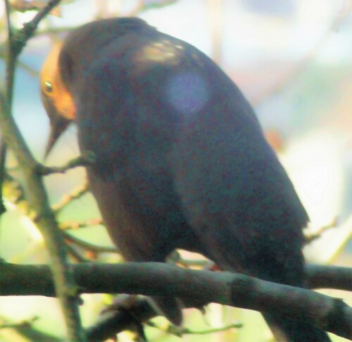 weibliche-amsel-turdus-merula-l-1758-25743.jpeg