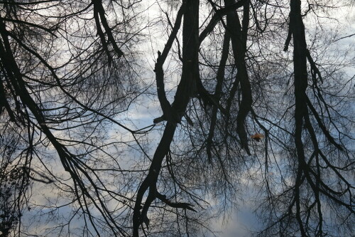 Weidenbäume spiegeln sich in der glatten Wasseroberfläche des Sandfangs vom Eggerbach.

Aufnameort: Sandfang Köln Merheim
Kamera: sony Alpha 7 / II