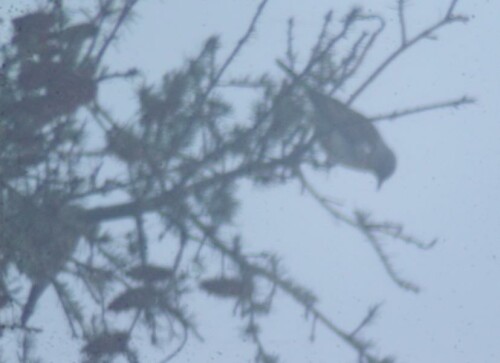 wacholderdrosseln-turdus-pilaris-l-1758-im-nebel-25805.jpeg