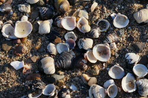 muschelschalen-am-rheinstrand-25813.jpeg