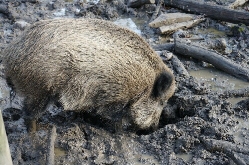 Selbst im Dezember bereitet den Wildschweinen das Suhlen Freude.

Aufnameort: Gut Leidenhausen
Kamera: Sony Alpha 7/II