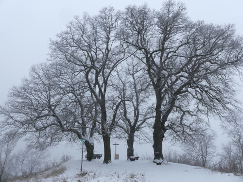 lindengruppe-am-schloss-spielberg-im-schneenebel-25898.jpeg