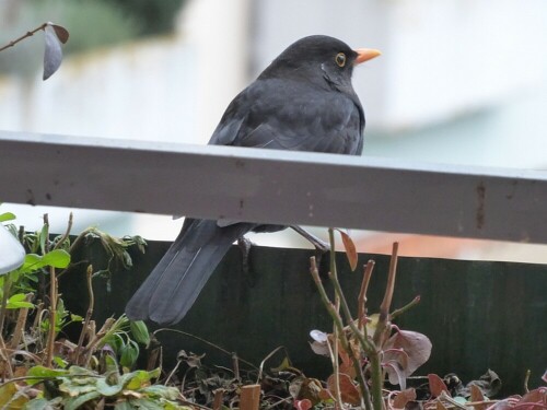 amsel-25894.jpeg