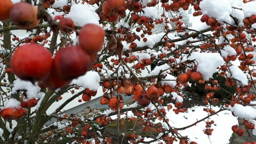 Der Holzapfel - Baum des Jahres 2013.
Früchte kann man gut zu Gelee verarbeiten!

Aufnameort: Wiblingen
Kamera: Panasonic TZ 71