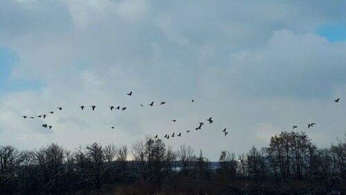 Eine Gruppe Kormorane im Flug

Aufnameort: Gronne/Lichternsee Ulm/Donautal
Kamera: Panasonic TZ 71