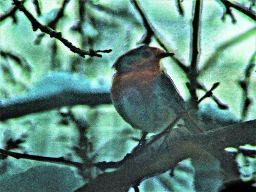 rotkehlchen-erithacus-rubecula-l-1758-im-schnee-25911.jpeg