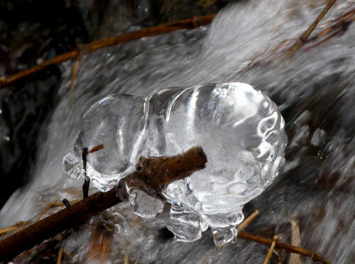 eisbar-gewachsen-durch-frost-und-wasser-25941.jpeg