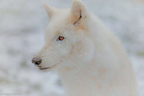 Portraitansicht eines Polarwolfes im Wolfspark-Werner-Freund in Merzig, Saarland.

Aufnameort: Merzig, Saarland
Kamera: Canon EOD 5 D III mit EF 70-200