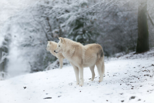 Zwei Polarwölfe eines Rudels im saarländischen Neuschnee des Wolfpark-Werner-Freund in Merzig.

Aufnameort: Merzig, Saarland
Kamera: Canon EOD 5 D III mit EF 70-200