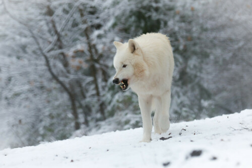 Ein Polarwolf im Wolfspark-Werner-Freund zeigt Zähne trotz bester Witterung für ihn.

Aufnameort: Merzig, Saarland
Kamera: Canon EOD 5 D III mit EF 70-200