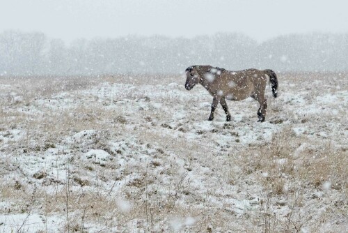 konik-im-schneetreiben-25952.jpeg