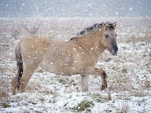 koniks-im-schnee-25949.jpeg