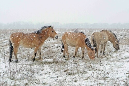 koniks-im-schnee-25951.jpeg