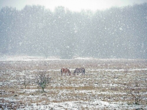 

Aufnameort: d soest
