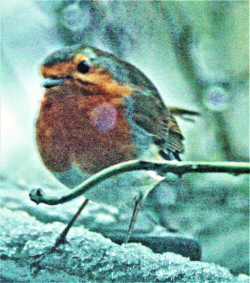 rotkehlchen-erithacus-rubecula-25960.jpeg