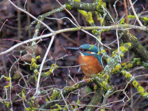 Der Eisvogel hat es jetzt schwer, Futter zu finden, da die Gronne teilweise zugefroren ist.

Aufnameort: Gronne - Ulm/Donautal
Kamera: Panasonic Lumix TZ 71