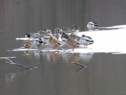 Diese Gruppe Enten nützt die Mittagszeit zu einem "Schläfchen" aus.

Aufnameort: Lichternsee - Donautal/Ulm
Kamera: Panasonic Lumix TZ 71