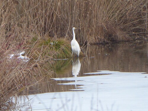 An der Gronne begegnet man immer wieder den Silberreihern

Aufnameort: Gronne - Donautal/Ulm
Kamera: Panasonic Lumix TZ 71