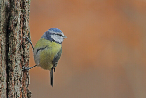 Blaumeise, Cyanistes caeruleus

Aufnameort: Odenwald
Kamera: Canon EOS 7D