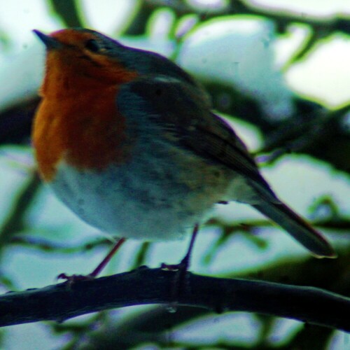 rotkehlchen-erithacus-rubecula-l-1758-januar-2021-26002.jpeg