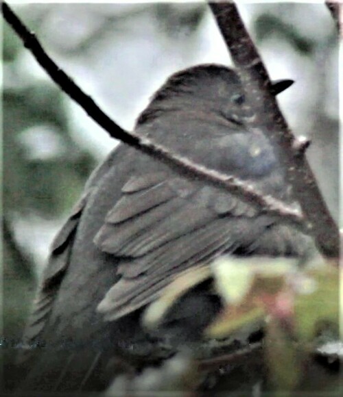 weibliche-amsel-turdus-merula--26015.jpeg