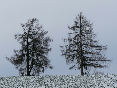 wetterfichten-26027.jpeg