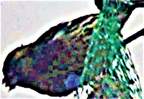 weiblicher-erlenzeisig-spinus--26017.jpeg